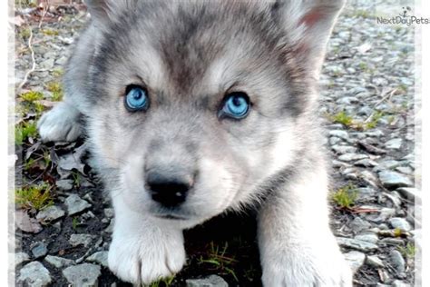 AMAZING WOLF CROSS | Wolf hybrid puppies, Hybrid dogs, Wolf dog puppy