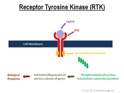 Tyrosine Kinase Inhibitors: mechanism, types and uses - MedicalVerge