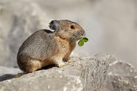 Pika Cute Animals | Interesting Facts & Latest Pictures | All Wildlife ...