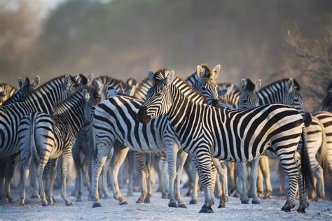 Africa's Top 15 Safari Animals and Where to Find Them