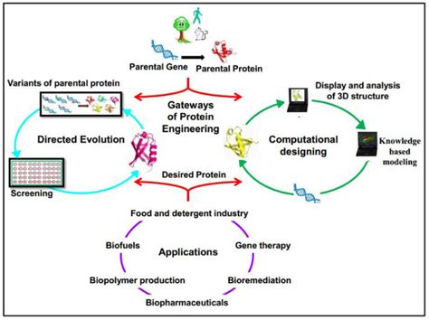 Protein Engineering Services - Creative BioMart