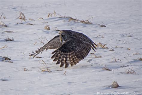 One Second of Flight: Great Gray Owl - 365 Days of Birds