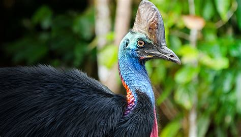 Southern cassowary | San Diego Zoo Wildlife Explorers