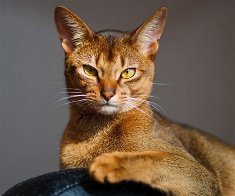 Abyssinian cat | DinoAnimals.com