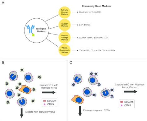 Biological markers can distinguish CTCs from peripheral blood cells. A ...