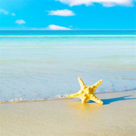 Beach and Starfish Wallpaper - WallpaperSafari