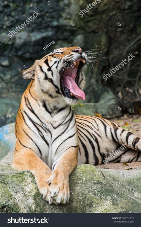 Bengal Tiger Roaring Stock Photo 107591453 : Shutterstock