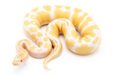 Albino Ball Python Care Sheet, Price, Breeding & Colors - Everything ...