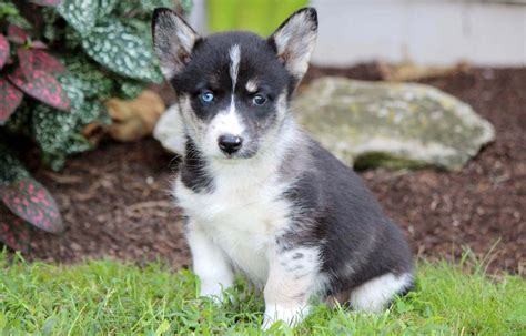 Corgi husky mix information characteristics and pictures