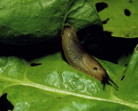 The Common Garden Slug Feeding On A Green Leaf Photograph by Adam Hart ...