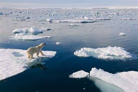 11 facts you didn’t know about polar bears | WWF