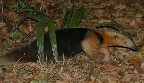 Southern Tamandua | The Animal Facts | Appearance, Diet, Habitat