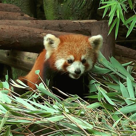 Sleepy Red GIF - Sleepy Red Panda - Discover & Share GIFs