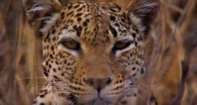 This Wild Compilation of Big Cats Hunting Prey Will Leave You in Awe ...