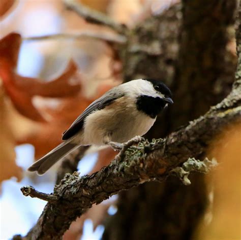 Carolina Chickadee - Bird Watching Academy