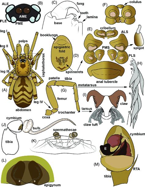 A quick guide to the anatomy of spiders. (A) General appearance ...