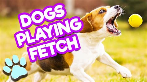 Do Dogs Actually Like Playing Fetch