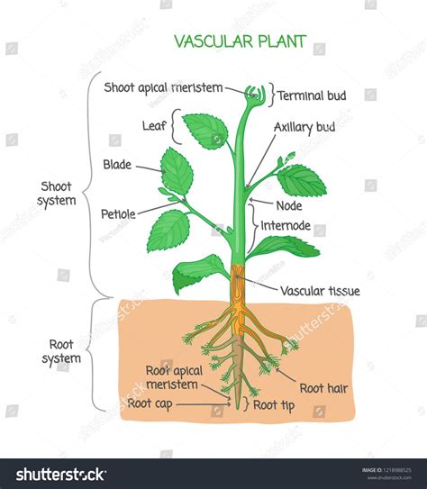 Vascular plant biological structure diagram with labels, vector ...