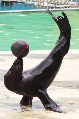 Sea Lion Ball Balancing Act | Eisen Jiao | Flickr