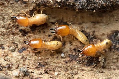 Why Do Ants And Termites Fight? (Explained)