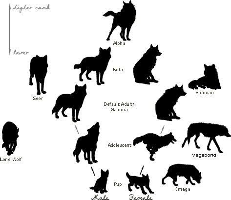 hierarchy of a wolf pack. | Note: The only gender-specific poses are ...