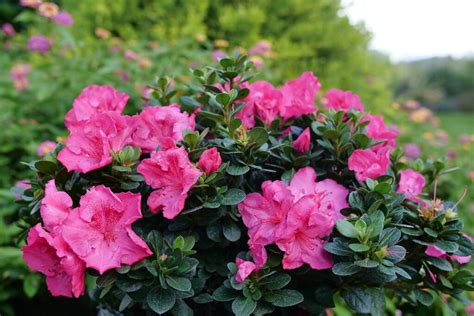 How to Grow & Care for Azalea Bushes | Garden Design