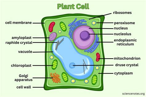 Plant Cell - Diagram, Organelles, and Characteristics in 2023 | Plant ...