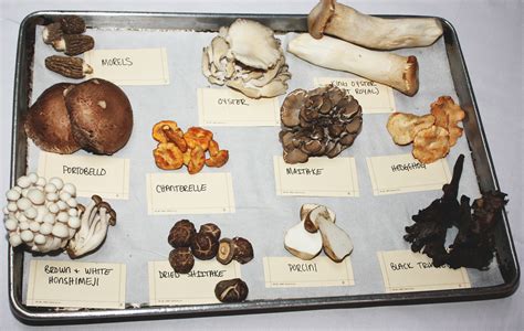 Know Your Mushroom Varieties And How To Cook With Them Best - Food Republic