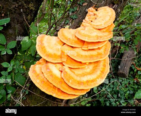 Bracket or shelf fungi of the phylum Basidiomycota showing Stock Photo ...