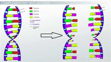 RNA Primer | Definition & Function - Lesson | Study.com