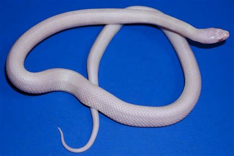 Mexican Black Kingsnake Morphs - Kingsnakes - MorphMarket Reptile Community