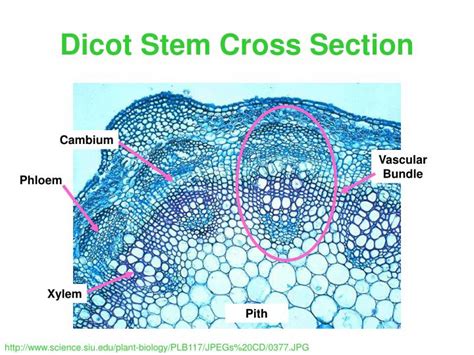 Cross Section Of A Dicot Stem