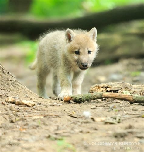 Arctic wolf pup by Volodymyr Burdyak / 500px