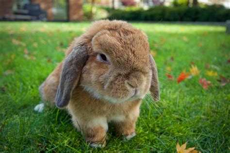 15 of the Best Pet Rabbit Breeds - PetHelpful