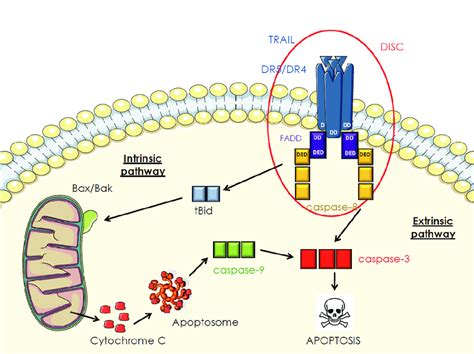 Apoptosis Signal Pathway