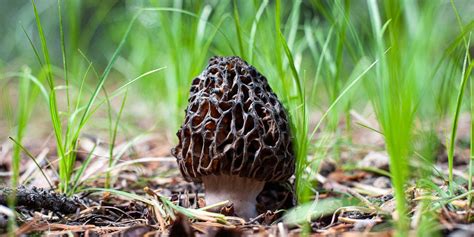 Here’s What You’ll Need to Start Foraging Mushrooms | Wirecutter