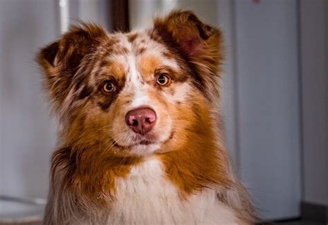 Border Collie Australian Shepherd Mix: Breed Information Guide