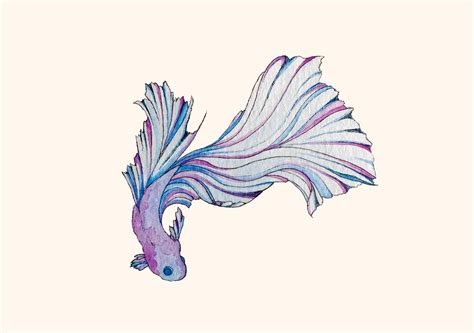 Betta fish- watercolor (one of my favorite recent pieces) : r/painting