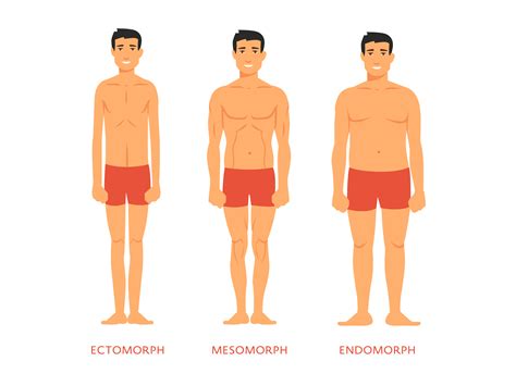 Ectomorph Body Type Explained–Description & Characteristics