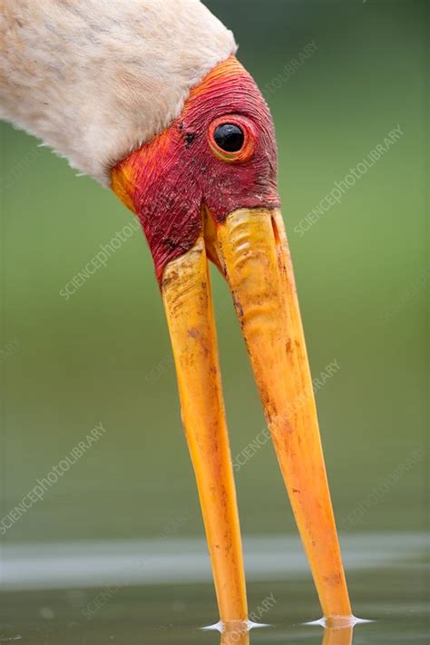 Yellow-billed stork feeding - Stock Image - C035/9217 - Science Photo ...