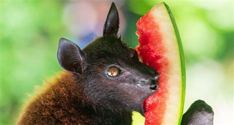 fruit bat eating fruit - Bird Watching HQ