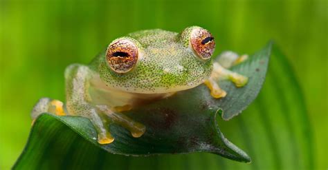 Glass Frog Pictures - AZ Animals