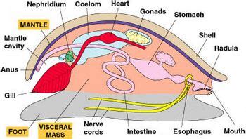 Mollusk Diagram