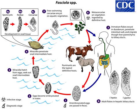 Human fascioliasis causes, transmission, symptoms, diagnosis & treatment