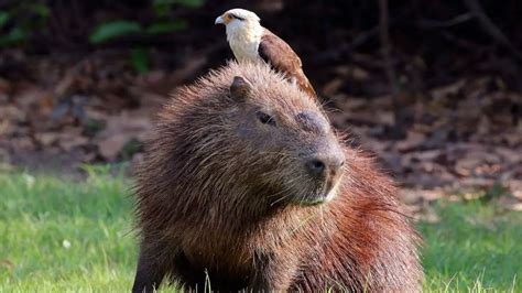 Capybara Predators: Animals That Hunt These Giant Rodents