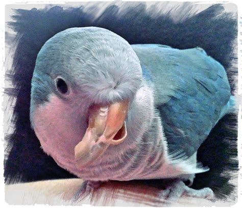 Adorable Blue Quaker Parrot