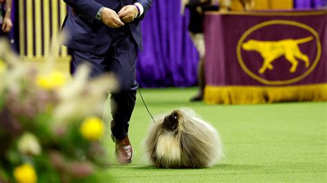 Pekingese Gasps For Breath As Westminster Dog Show Goes Into Double ...