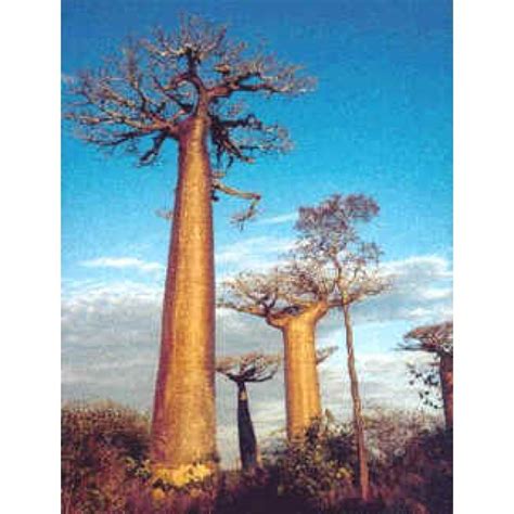 Buy Adansonia Digitata Seeds - Rarexoticseeds