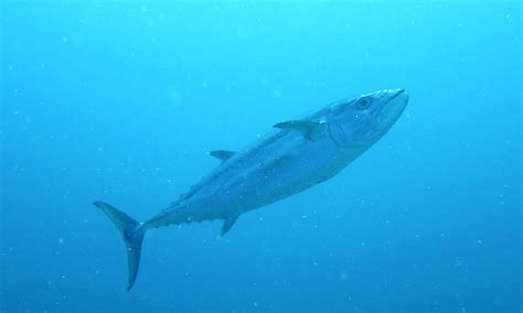 Skipjack Tuna - New Hero Image | Photos | WWF