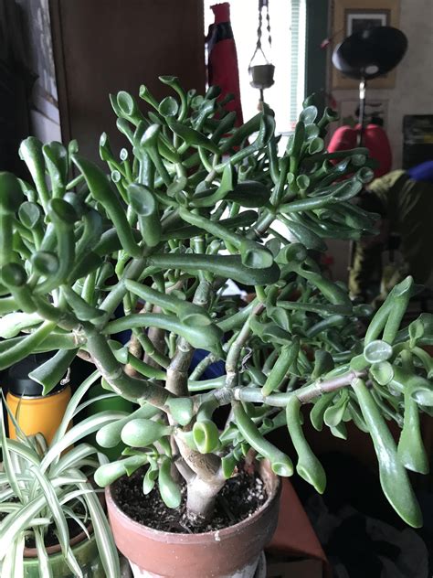 Looks like a Jade plant, but not one I’ve ever seen. Anyone know what ...